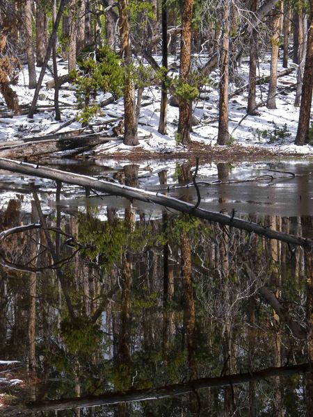 Reflecting Pool. Photo by Dave Bell.