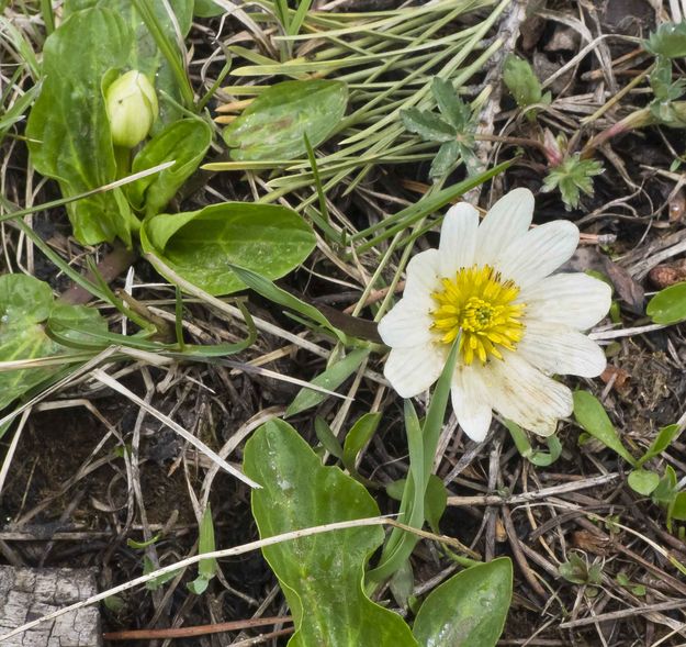 Spring Flowers. Photo by Dave Bell.