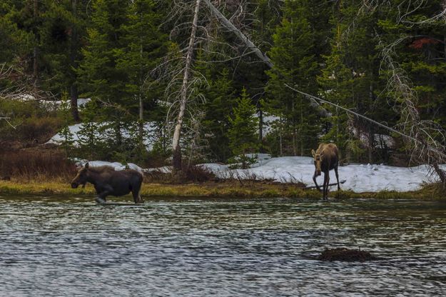 Out Of The Woods. Photo by Dave Bell.