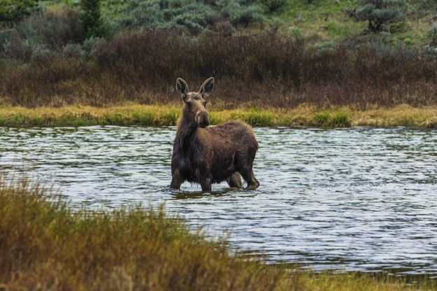 Curious, But Not Sure. Photo by Dave Bell.