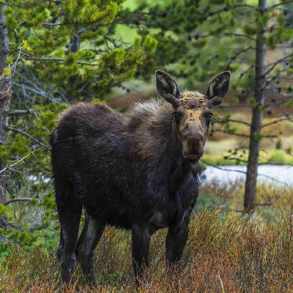 Here Come The Horns. Photo by Dave Bell.