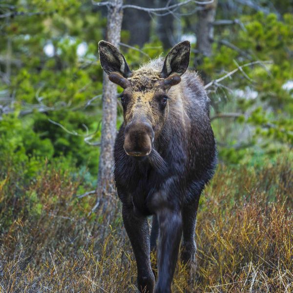 Coming to Me. Photo by Dave Bell.