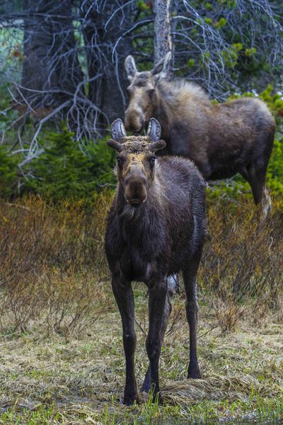 The Ears Have It. Photo by Dave Bell.