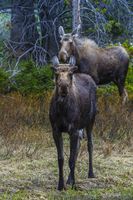 The Ears Have It. Photo by Dave Bell.