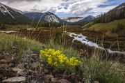 Early Season Flowers. Photo by Dave Bell.