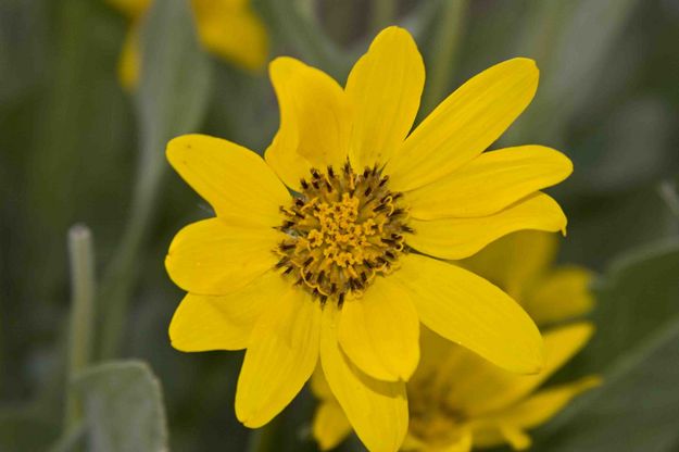 Balsam Root Flower. Photo by Dave Bell.