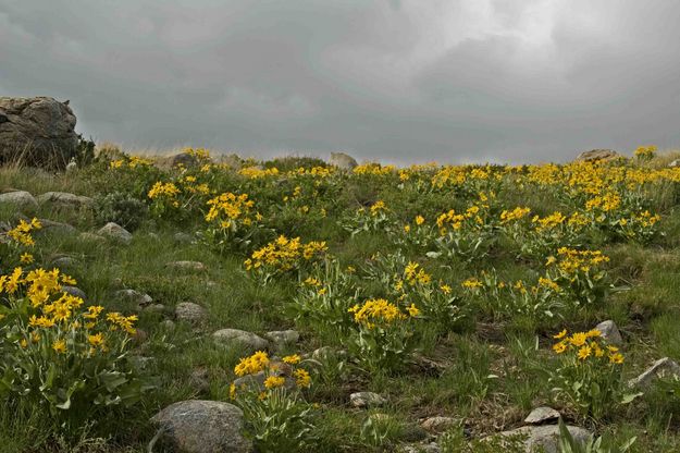 Balsam Root Blooming Hillside. Photo by Dave Bell.