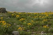 Balsam Root Blooming Hillside. Photo by Dave Bell.