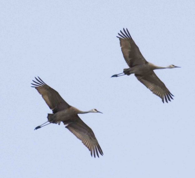 Sandhills In Flight. Photo by Dave Bell.