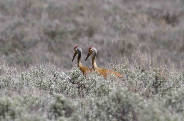 Sandhill Mates. Photo by Dave Bell.