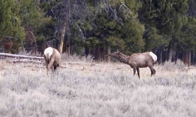 Cow Elk. Photo by Dave Bell.