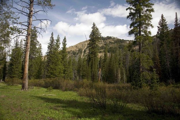 Green, Green Everywhere. Photo by Dave Bell.