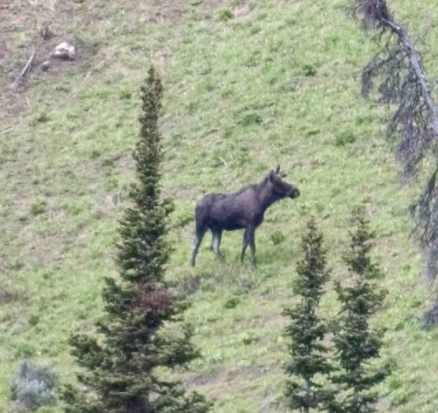 Grazing Moose. Photo by Dave Bell.