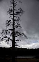 Dead Snag Silhouette. Photo by Dave Bell.