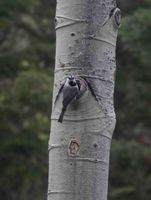 Very, Very Rare Aspen Bird. Photo by Dave Bell.