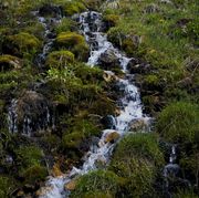 Mossy Rivulet. Photo by Dave Bell.