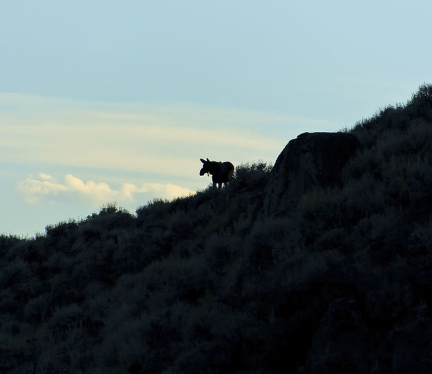 Moosely Silhouette. Photo by Dave Bell.