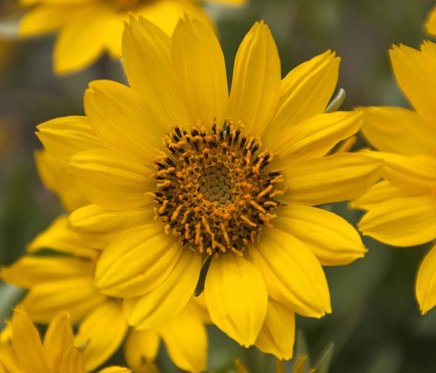 The Face Of Spring. Photo by Dave Bell.