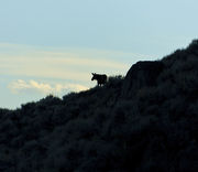 Moosely Silhouette. Photo by Dave Bell.