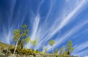 Mares Tail. Photo by Dave Bell.