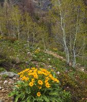 Balsam Root Blooms. Photo by Dave Bell.