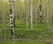 Spring Green In New Fork Canyon. Photo by Dave Bell.