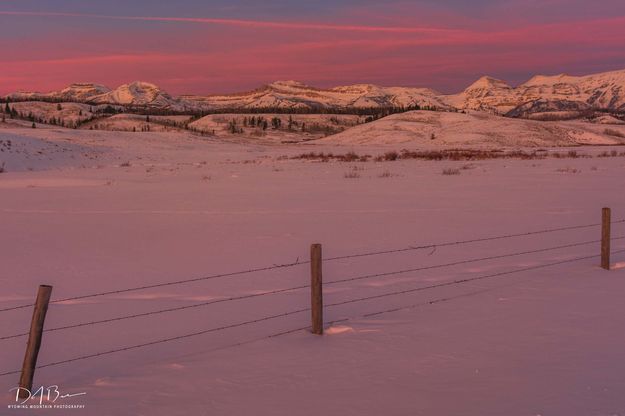Gros Ventre Pink. Photo by Dave Bell.