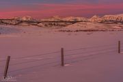 Gros Ventre Pink. Photo by Dave Bell.