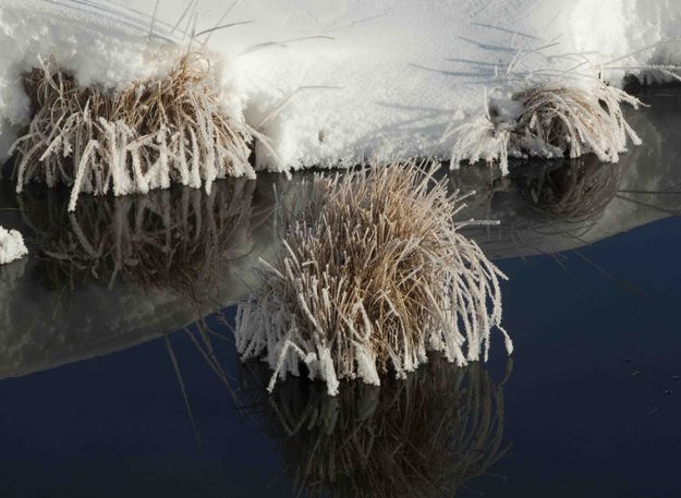 Frosty Tufts. Photo by Dave Bell.