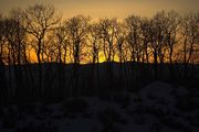 Stark Silhouette. Photo by Dave Bell.