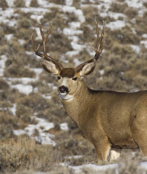 Nice Buck. Photo by Dave Bell.