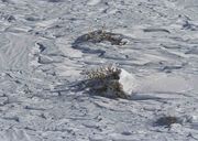 Mouse Track. Photo by Dave Bell.