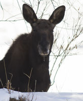 Moose Drool--Honestly!. Photo by Dave Bell.