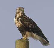 Rough Legged Hawk. Photo by Dave Bell.