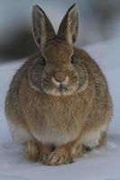 Christmas Pelt For Peggy. Photo by Dave Bell.