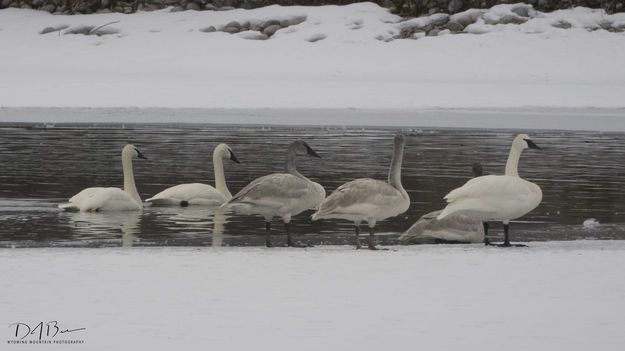 Just Another Day For A Swim. Photo by Dave Bell.