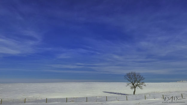 Lonesome. Photo by Dave Bell.