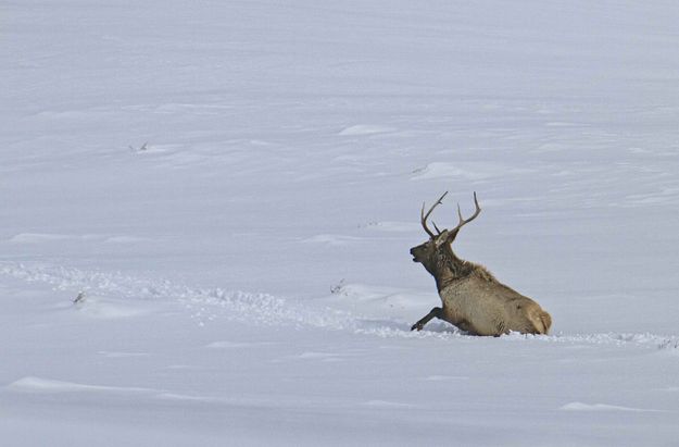 Not Easy Going. Photo by Dave Bell.