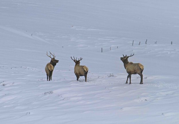 Lost In A Sea Of White. Photo by Dave Bell.