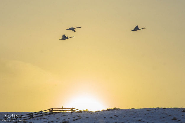 Trumpeters Against The Morning Sky. Photo by Dave Bell.