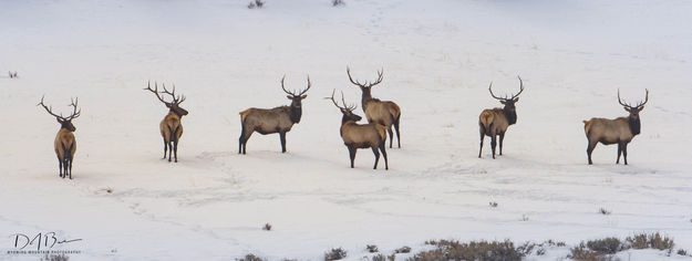 Bull Buddies. Photo by Dave Bell.