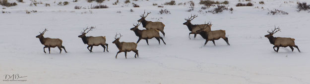 On The Move. Photo by Dave Bell.