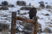 Eagle Eye. Photo by Dave Bell.