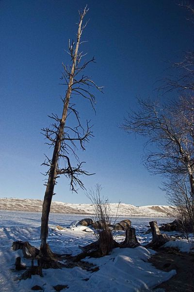 The Sandy Beach Snag. Photo by Dave Bell.