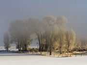 Foggy and Frosty. Photo by Dave Bell.