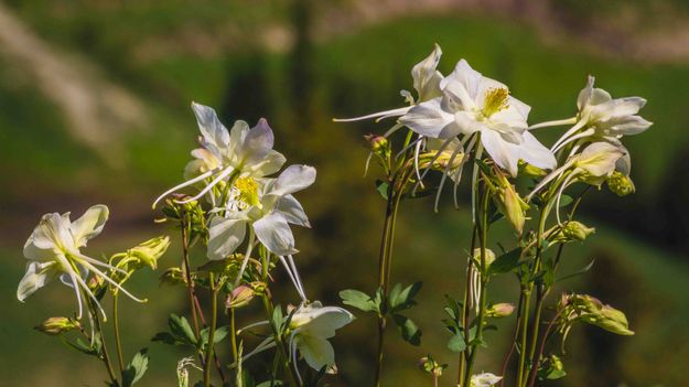 Columbine. Photo by Dave Bell.