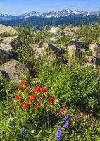 McDougall Flower Bouquets. Photo by Dave Bell.