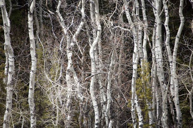 Untangle This!. Photo by Dave Bell.