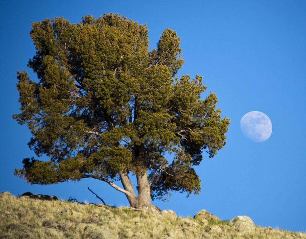 Rising Moon. Photo by Dave Bell.