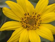 Balsam Root Yellow Petals. Photo by Dave Bell.